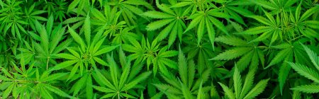 Марихуана обложка