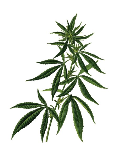 Лист марихуаны cannabis