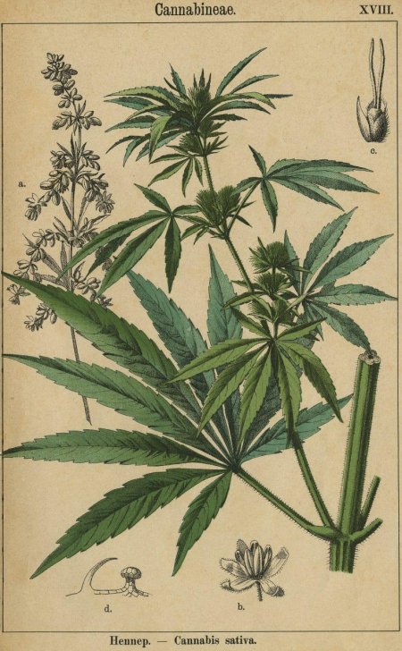 Ботаническая иллюстрация