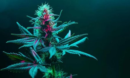 Фиолетовый неон каннабис