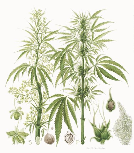 Конопля растение