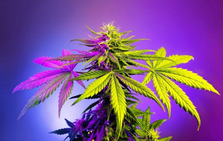 Фиолетовый канабис