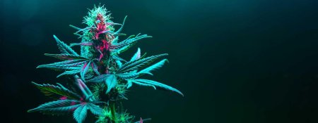 Фиолетовый неон каннабис