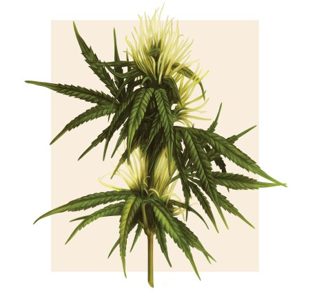 Каннабис сатива