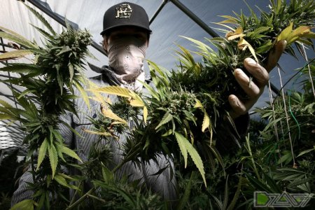 Конопля (растение рода cannabis)