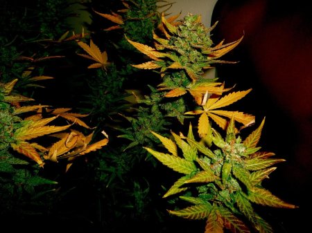 Септориоз канабис