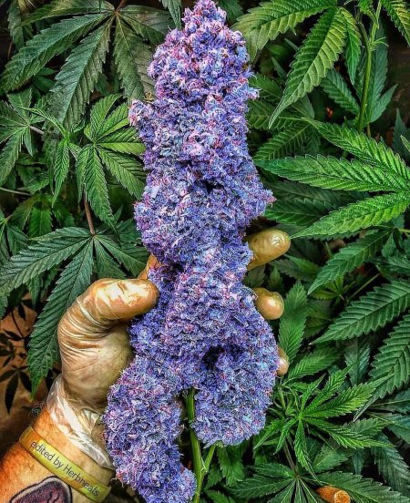 Блуберри конопля