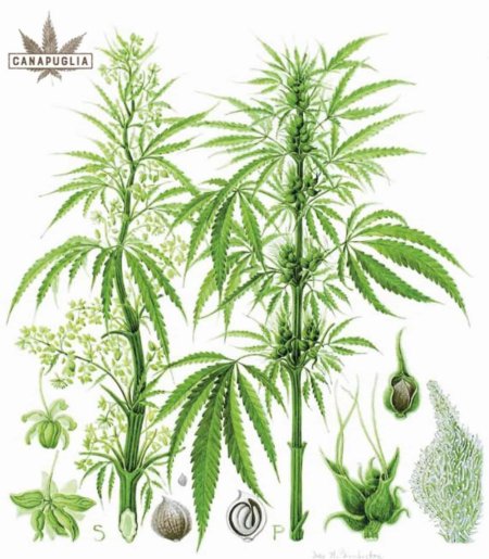 Мужское растение конопли