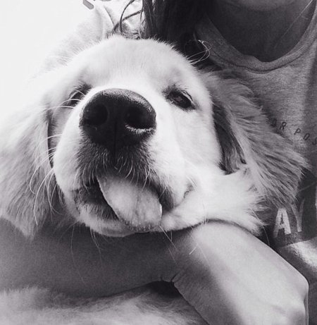 Собака золотистый ретривер