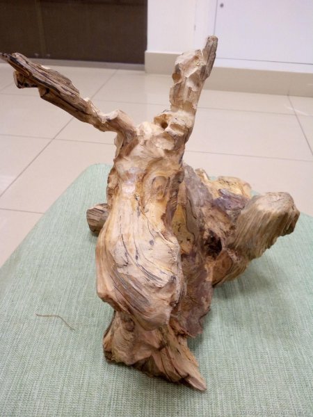 Корнепластика николая зайцева