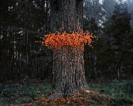 Трихия обманчивая trichia decipiens