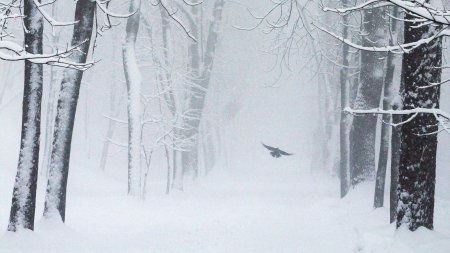 В зимнем лесу