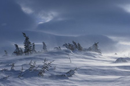 Метель вьюга пурга буран