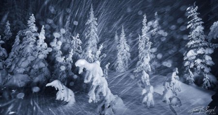 Сказочный зимний лес