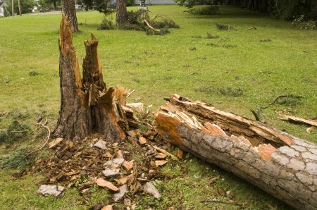 Сломанное дерево