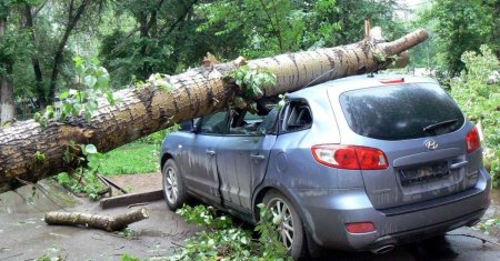 Дерево упало на машину