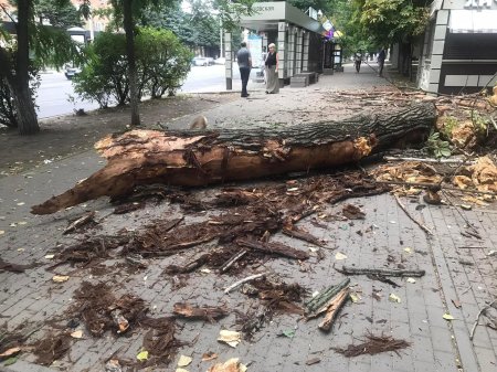 Упавшее дерево