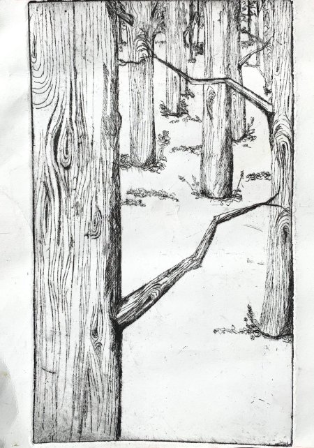 Зарисовка дерева карандашом