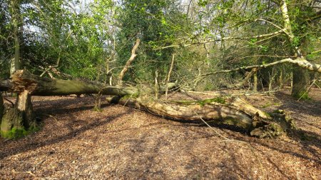Упавшее дерево в лесу
