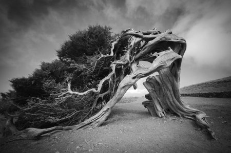 Эль иерро деревья