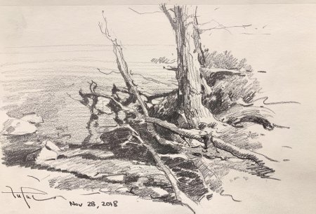 Дерево зарисовка