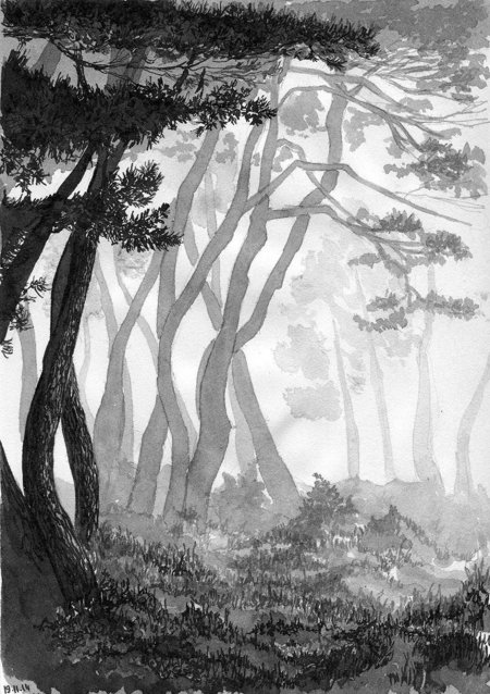 Зарисовки леса