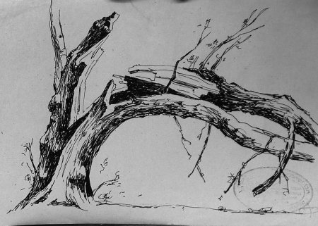 Зарисовки первоплановых элементов пейзажа этюды деревьев