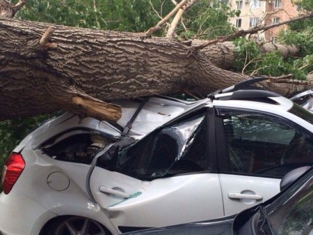 Дерево упало на машину