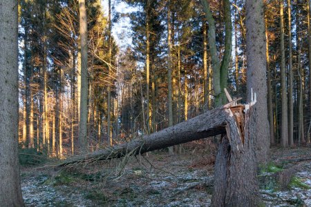 Сломанная сосна
