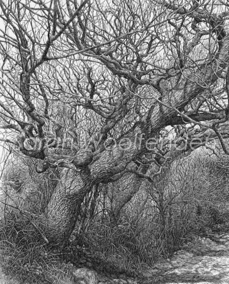 Зарисовка дерева карандашом