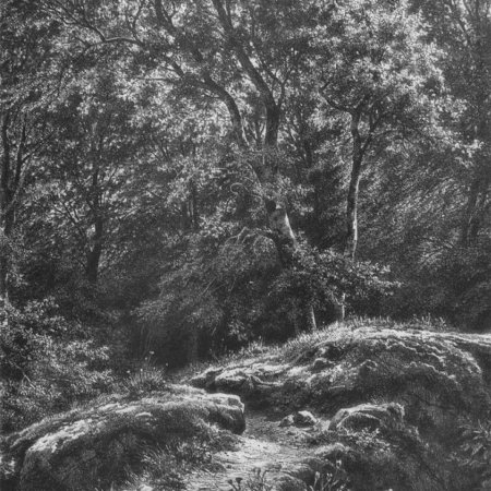 Шишкин дорожка в лесу