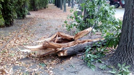 Сломанное дерево