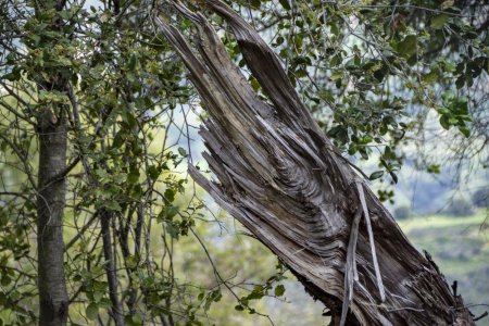 Красивый ствол дерева