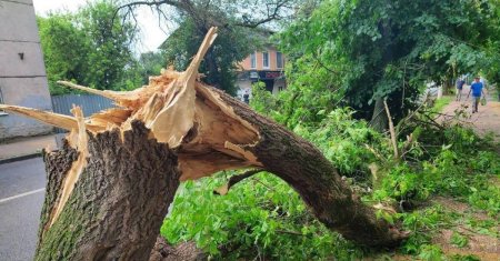 Упавшее дерево