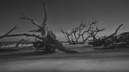 Сухие деревья