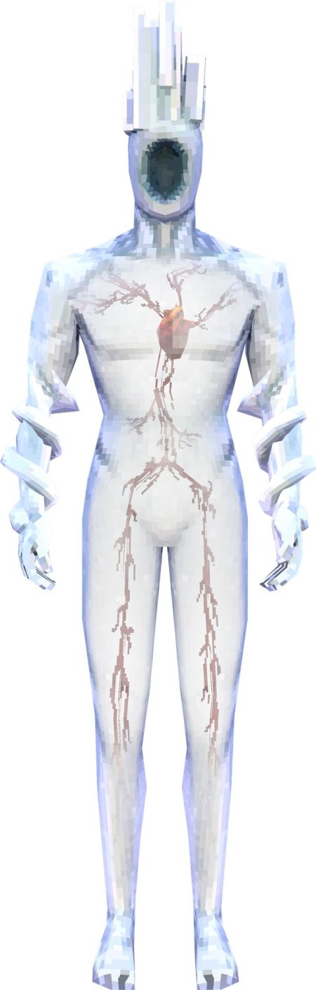 Кровеносные сосуды человека