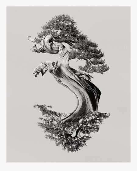 Дерево эскиз