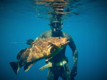 Групер голиаф