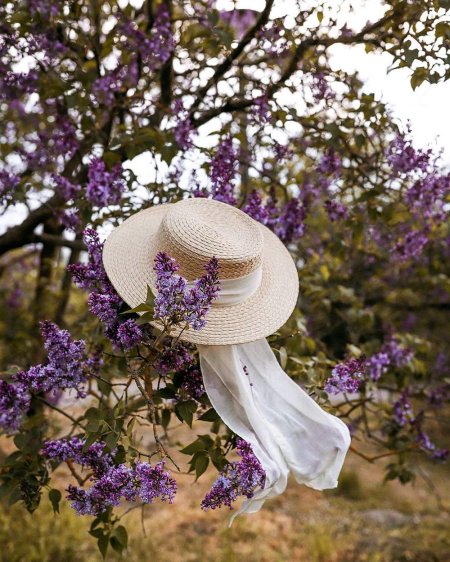 Цветет сирень