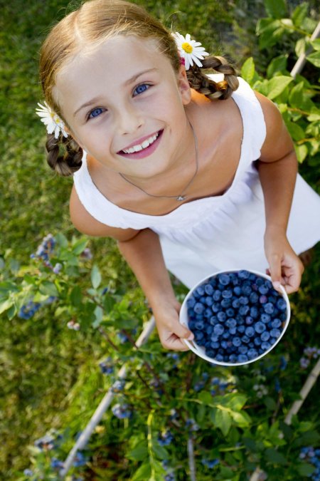 Собирать ягоды