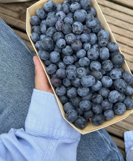 Черника голубика