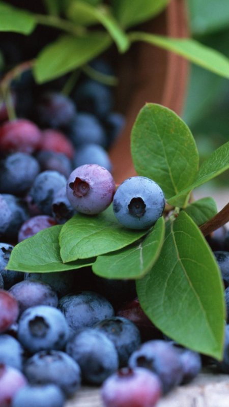 Голубика садовая