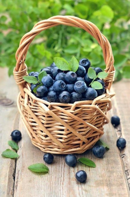 Лукошко с черникой