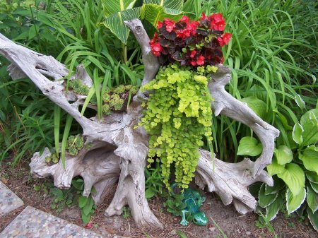 Рутарий туя