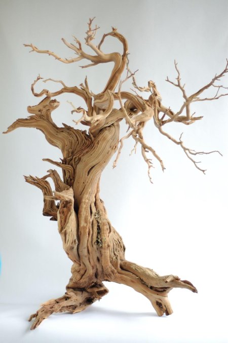 Саксаул бонсай