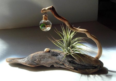 Дрифтвуд коряги