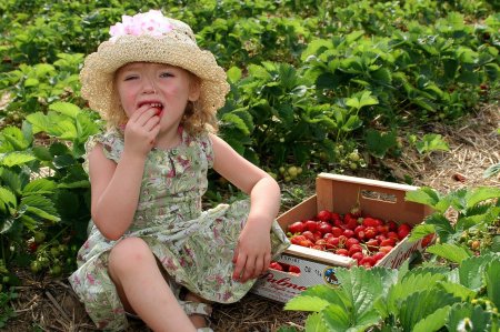 Picking strawberries
