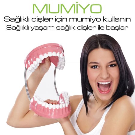 Стоматологическая модель зубов