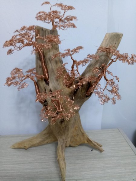 Дерево бонсай