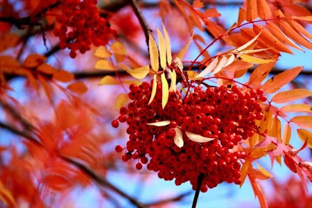 Рябина осень